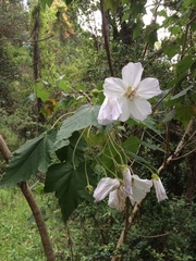 Corynabutilon vitifolium