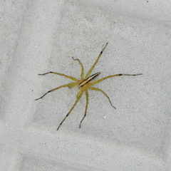 Neoctenus