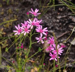 Senecio cymbalarifolius