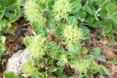 Teucrium pyrenaicum