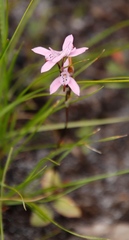 Disa obliqua clavigera