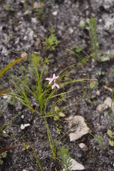 Disa obliqua clavigera