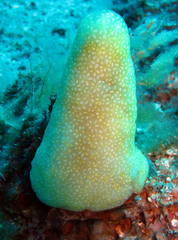 Pseudodistoma crucigaster