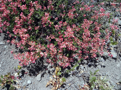 Viviania marifolia
