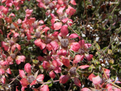Viviania marifolia