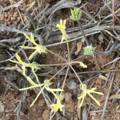 Pelargonium angustipetalum