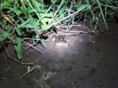 Fejervarya cancrivora