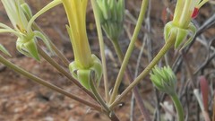 Pelargonium angustipetalum