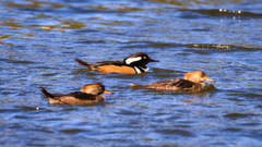 Lophodytes cucullatus