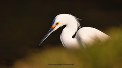 Egretta thula