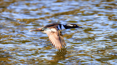 Lophodytes cucullatus
