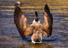 Branta canadensis