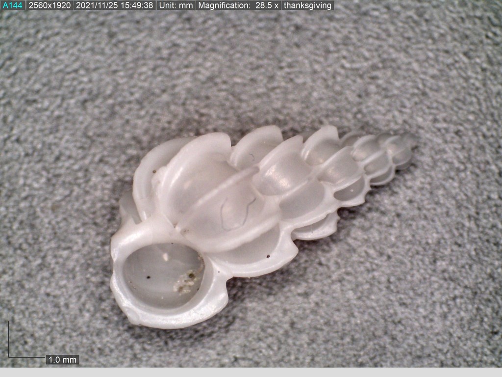 Angulate Wentletrap