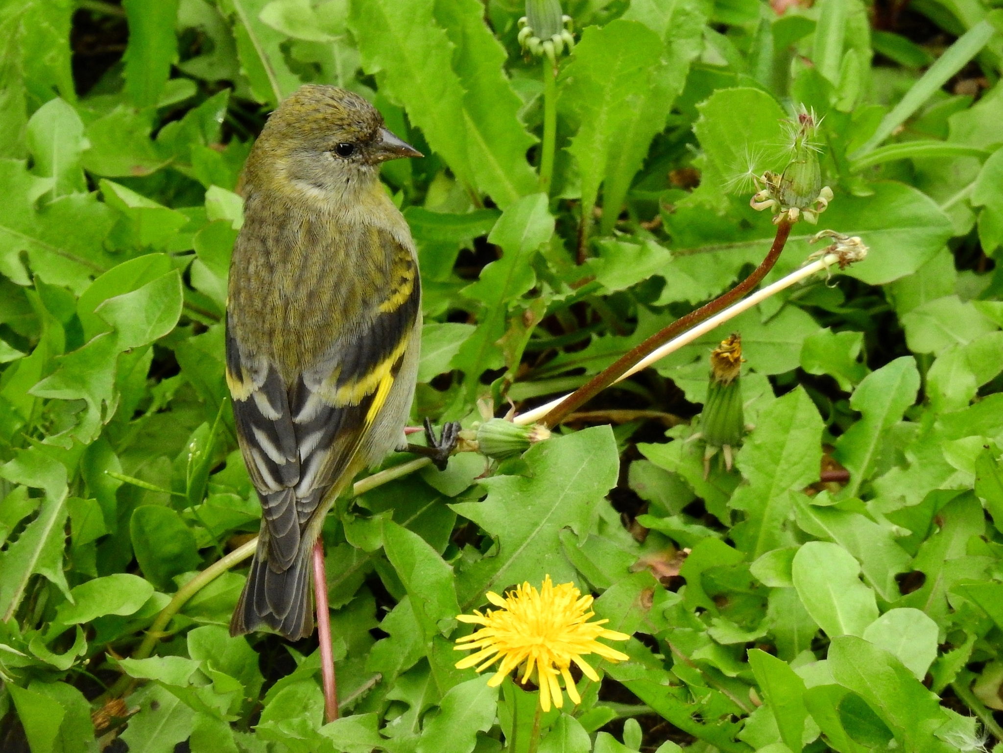 Hooded Siskin illustration