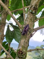 Chalcophora hondurasica