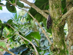 Chalcophora hondurasica