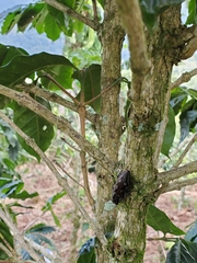 Chalcophora hondurasica