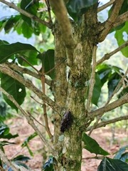 Chalcophora hondurasica