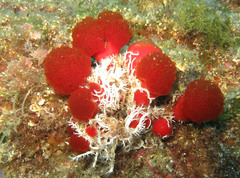 Synoicum blochmanni