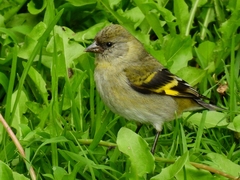 Hooded Siskin photo 5