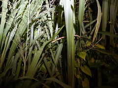 Takydromus sexlineatus