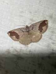 Perissopteryx commendata