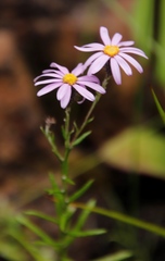 Athrixia heterophylla