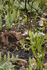 Athrixia heterophylla