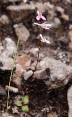 Disa obliqua clavigera