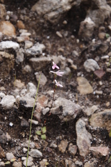 Disa obliqua clavigera