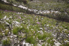 Senecio cymbalarifolius