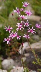 Senecio cymbalarifolius
