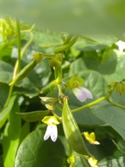 Phaseolus lunatus