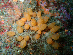 Stolonica socialis