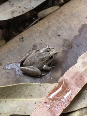 Litoria inermis