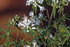 Staelia thymoides
