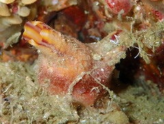 Microcosmus claudicans