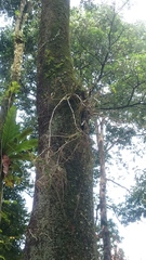 Dendrobium crumenatum