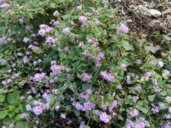 Fleischmannia porphyranthema