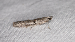 Homoeosoma vagella