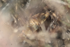 Gerrhonotus ophiurus