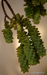 Sedum burrito