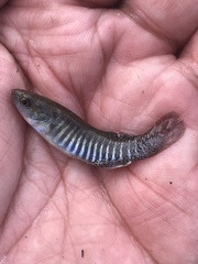 Fundulus pulvereus