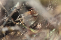 Gerrhonotus ophiurus