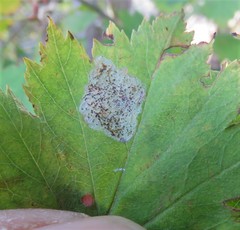 Parornix inusitatumella