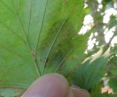 Parornix inusitatumella