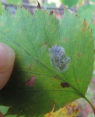 Parornix inusitatumella