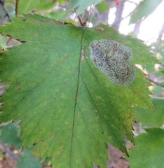 Parornix inusitatumella