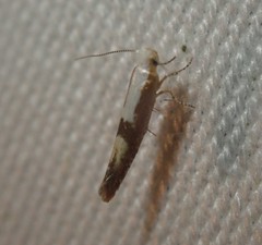 Argyresthia spinosella