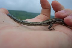 Plestiodon skiltonianus interparietalis